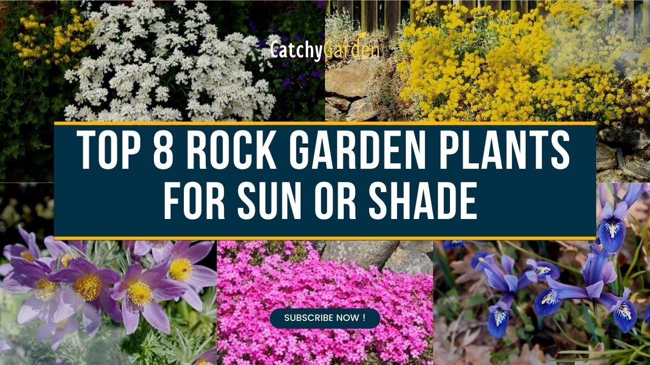 Top 8 Rock Garden Plants for Sun or Shade 🌷🍀🌸