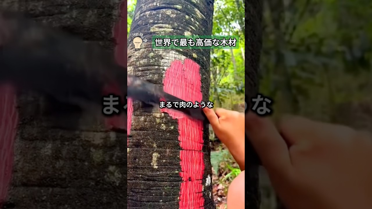 世界で最も高価な木材