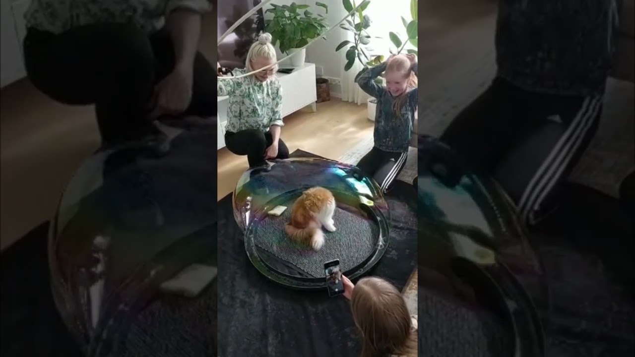 Cat Liked a Soap Bubble