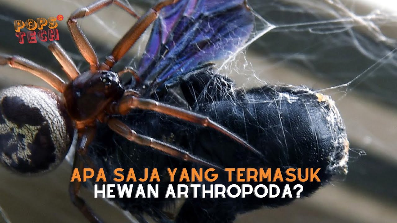Popsctech : APA SAJA YANG TERMASUK HEWAN ARTHROPODA? #6