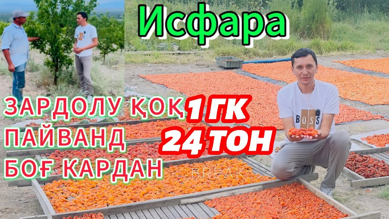 Даромад аз боғи зардолу ва чан маълумотҳои зарури/ Исфара
