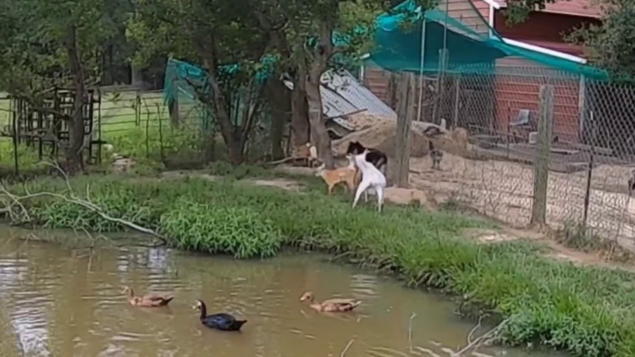 Nigerian Dwarf Goats.