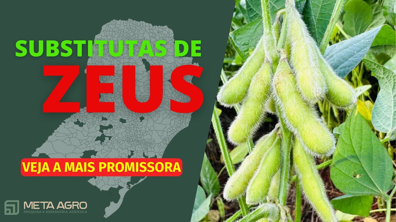 FICOU PRA TRÁS?! ZEUS Veja as cultivares que substituem  
