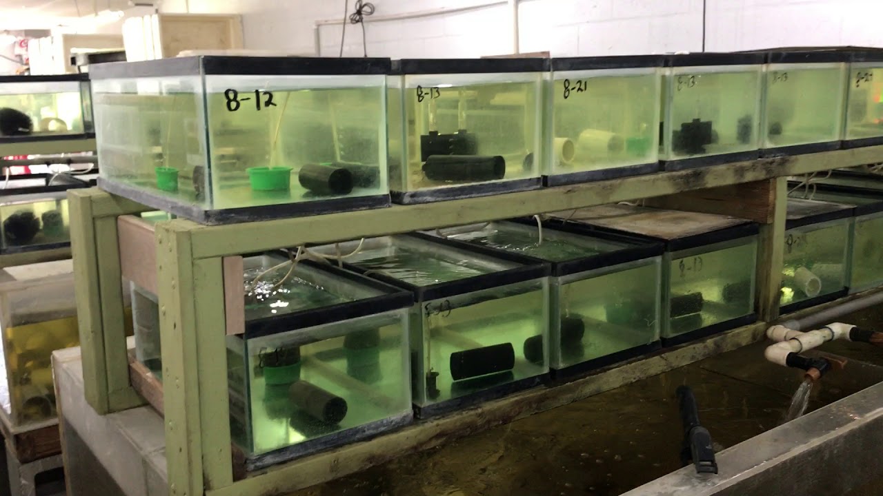 Australian Red Claw Crayfish Breeding Tanks