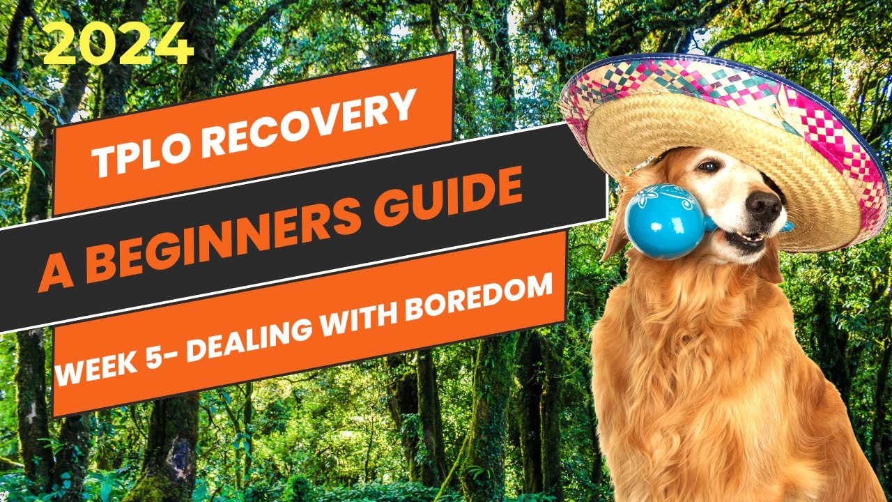 TPLO surgery recovery- helping you help your dog after surgery, week 5