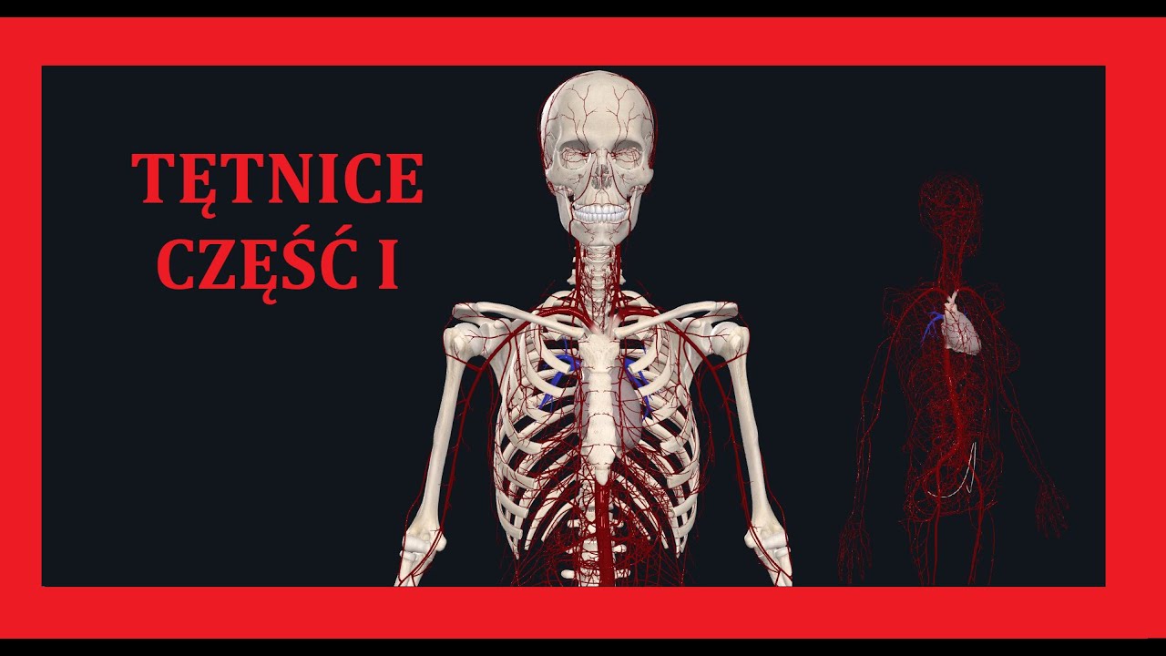 ANATOMIA: TĘTNICE GŁOWY I SZYI CZĘŚĆ 1