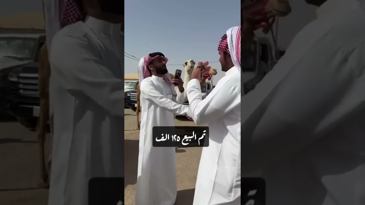 تغطية في سوق الابل في مدينة الانعام بعنيزه يوم الخميس 1447/1/8