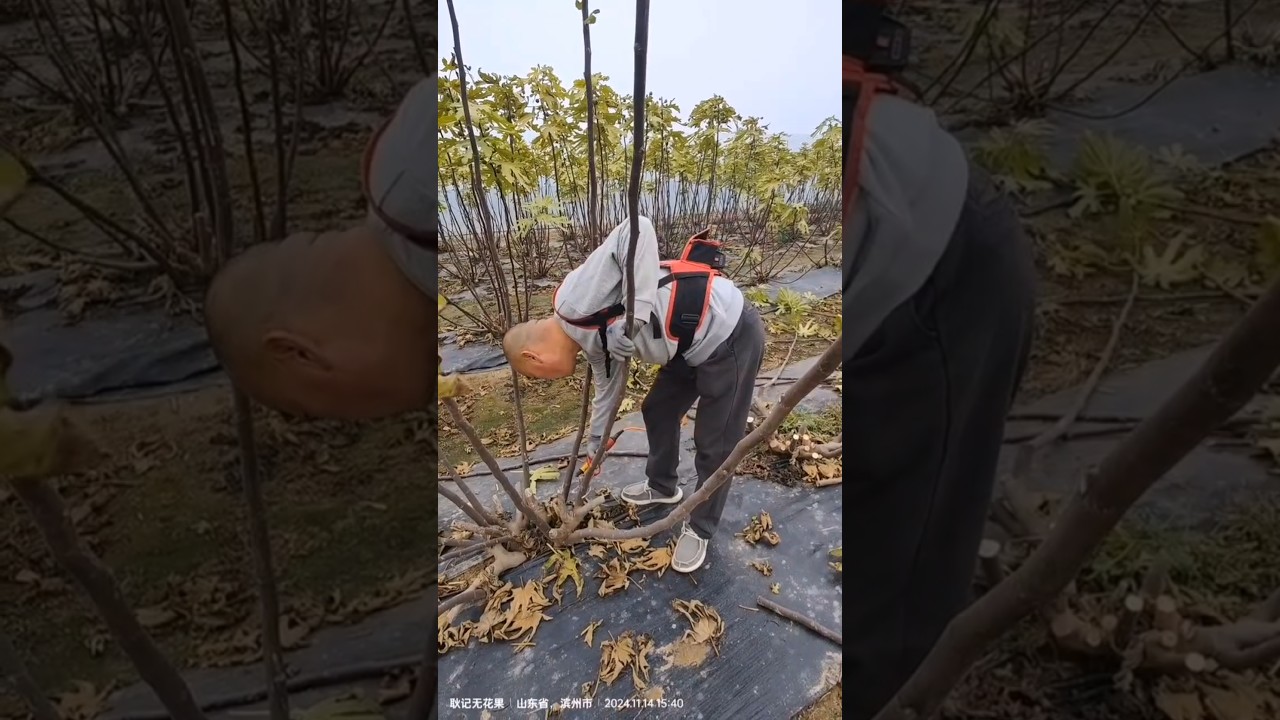 Pruning Fig Trees  After Harvest #farming #agriculture