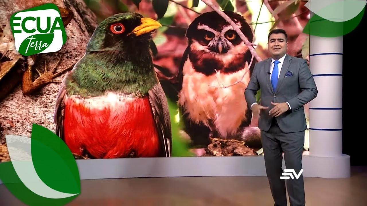 Especies animales en peligro de extinción en Ecuador | Ecuaterra | Ecuavisa