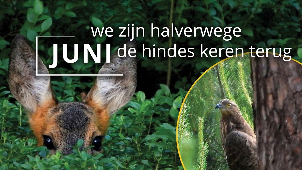 #108 - JUNI - we zijn halverwege - de hindes keren terug