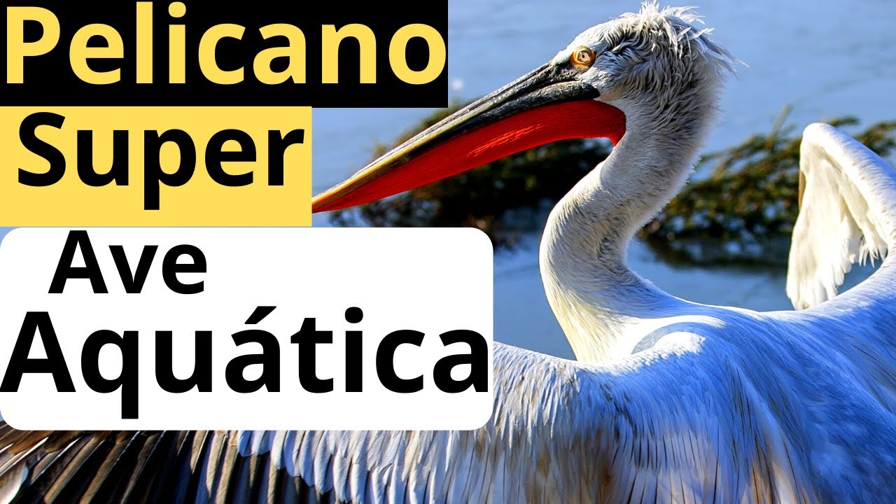 PELICANO Super Ave Aquática #pelicano