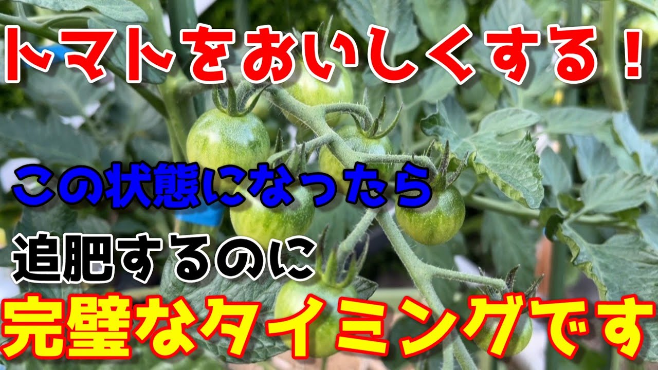 【ミニトマト】プランターで美味しく作るのに不可欠な”追肥”。タイミングと種類はこれを見れば全て分かります　【家庭菜園】