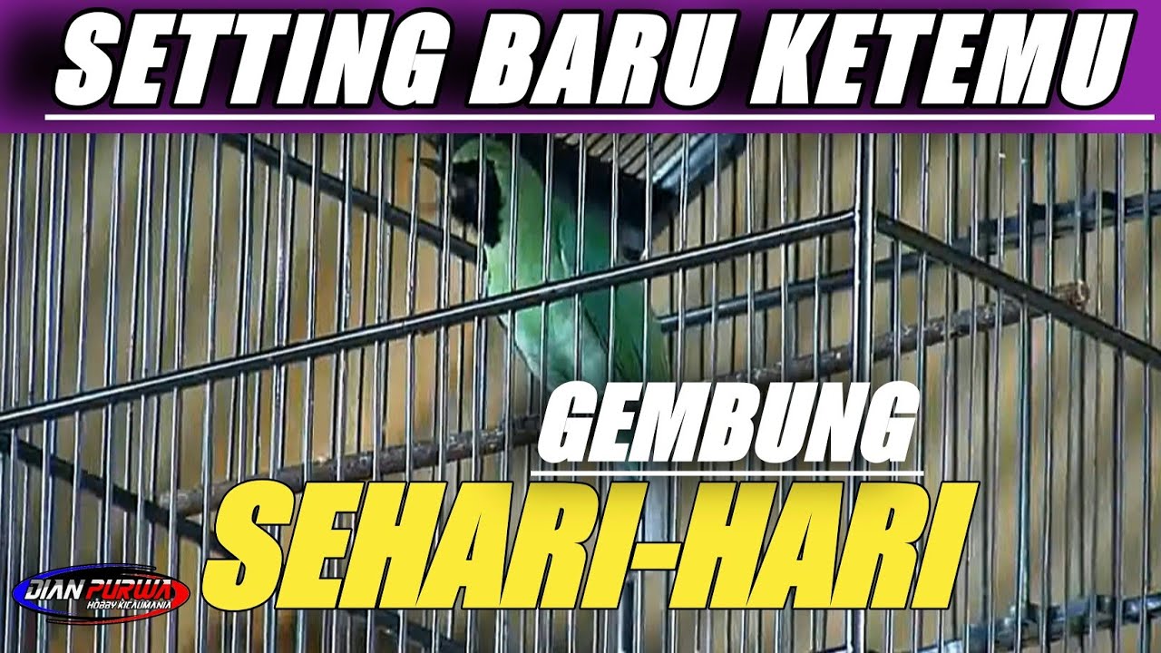 CARI EMOSINYA❗CUCAK IJO GEMBUNG SEHARI-HARI SETTING LOKASI KUNCINYA,ATUR MANDI DAN BUAH||KICAUMANIA