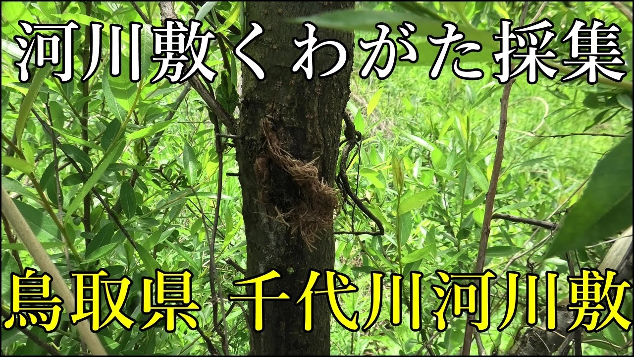 河川敷クワガタ採集 鳥取県千代川河川敷