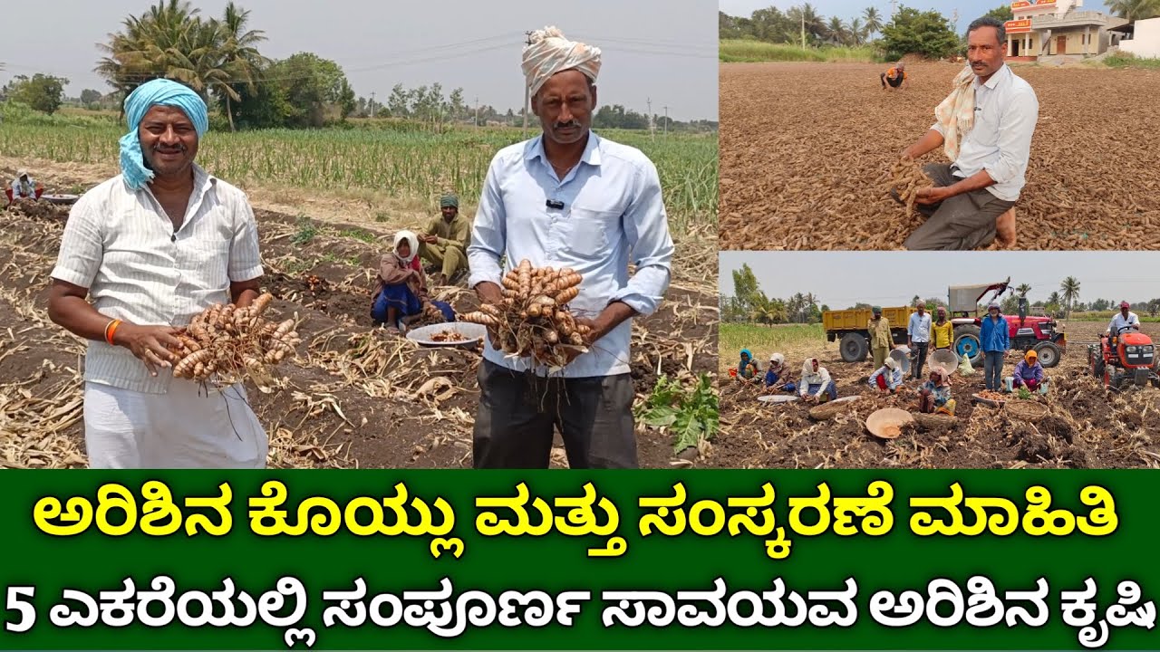 ಅರಿಶಿನ ಕೊಯ್ಲು ಮತ್ತು ಸಂಸ್ಕರಣೆ | 5 ಎಕರೆಯಲ್ಲಿ ಸಾವಯವ ಅರಿಶಿನ ಕೃಷಿ | how to harvest and process turmeric