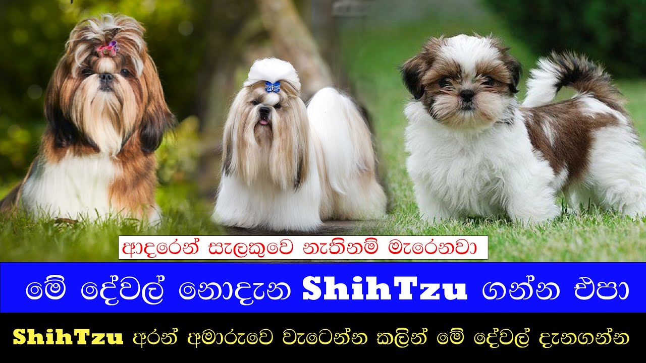 අතිශයින්ම Shiht Zu පිස්සන් සදහා පමණයි! | ලංකාවේ ශිට්සු මිලගණන් මෙන්න | Shihtzu Price in Sri Lanka 