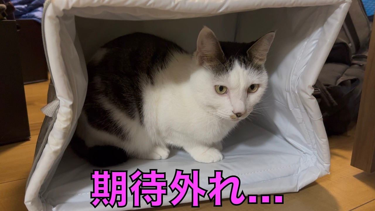 保護猫ナターシャの539日目：横向きが落ち着く