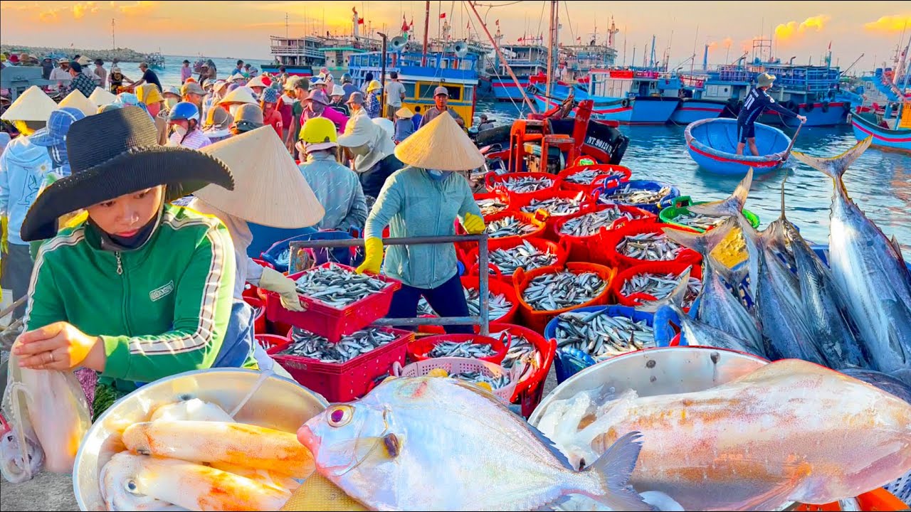 Cá TÀO LAO Vào Sát Bờ | Cảng Mỹ Tân Trúng Cá Nục Ngập Cảng.