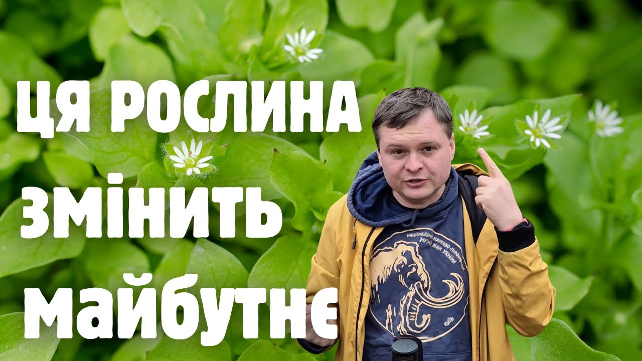 Скарб під ногами: систематика, біологія та використання зірочника середнього (Stellaria media)