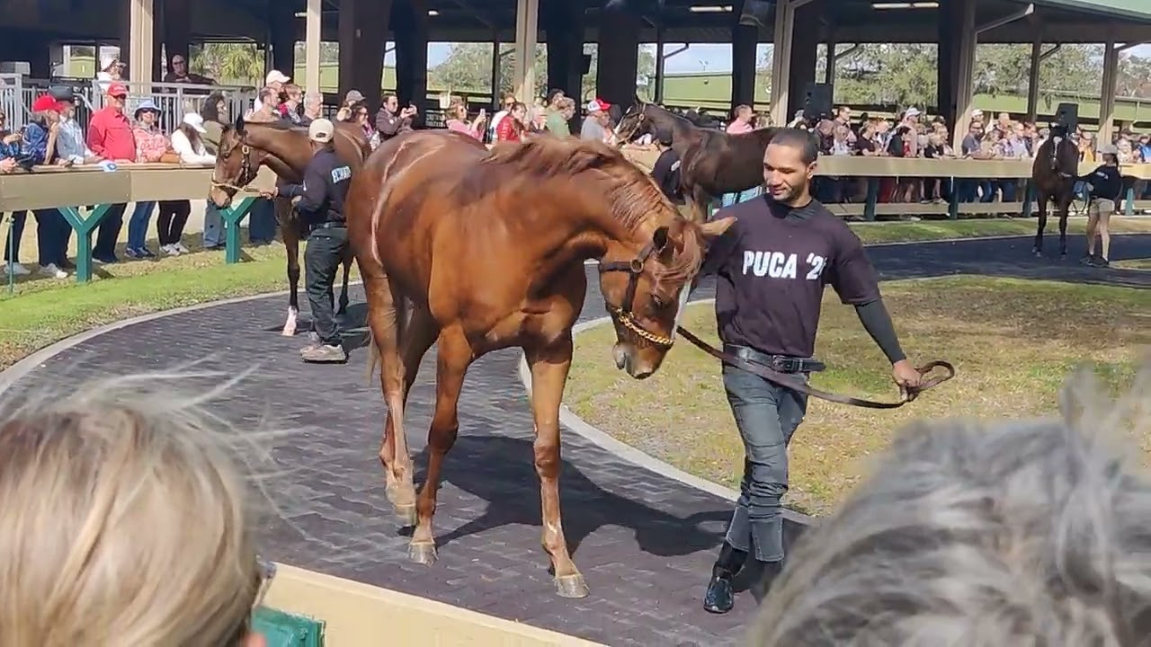 Warranted, Puca '24, Elevated, Reputation at OBS Feb 15, 2026