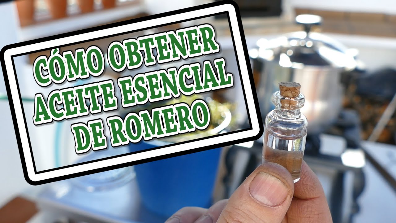 EXTRACCIÓN DE ACEITE ESENCIAL DE ROMERO. Un uso diferente del ALAMBIQUE || Tito Compae.