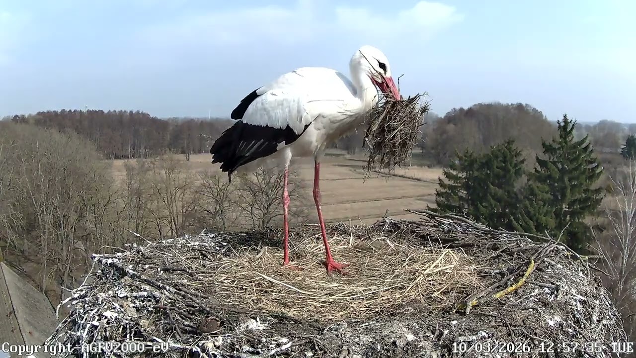Horst bringt Heu 10.03.2026 Storchennest Altlandsberg