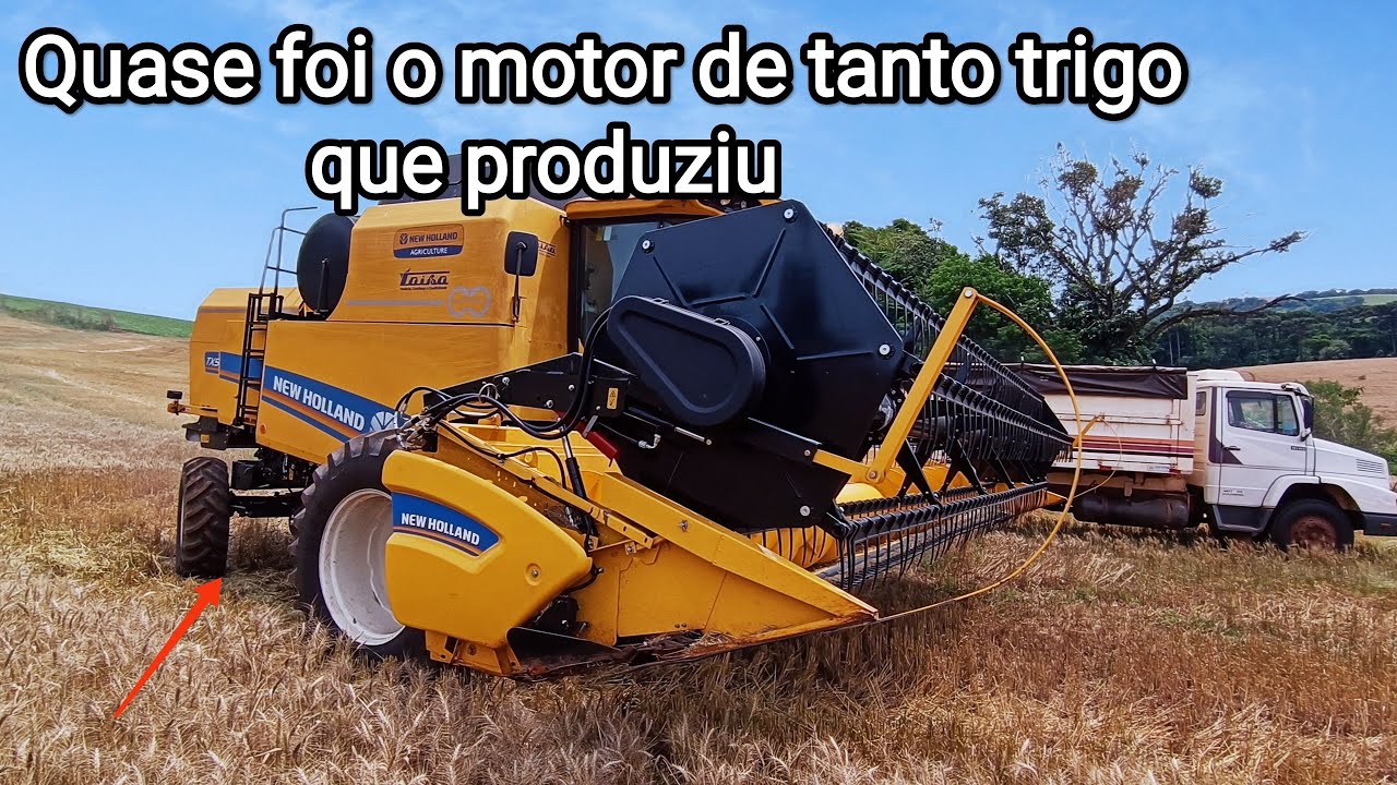 Colheita de trigo | A qualidade dessa variedade de trigo me surpreendeu 😱