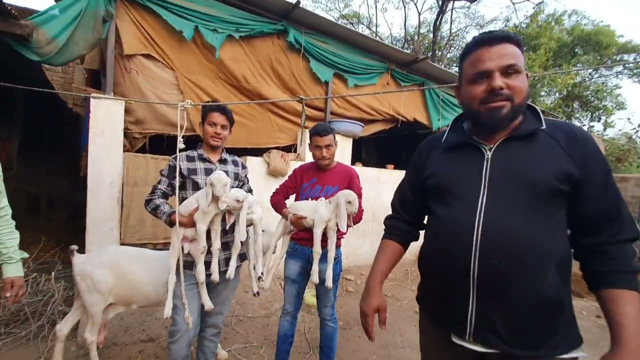 Towerwala Farms Gujarat | Female Goats Collection.