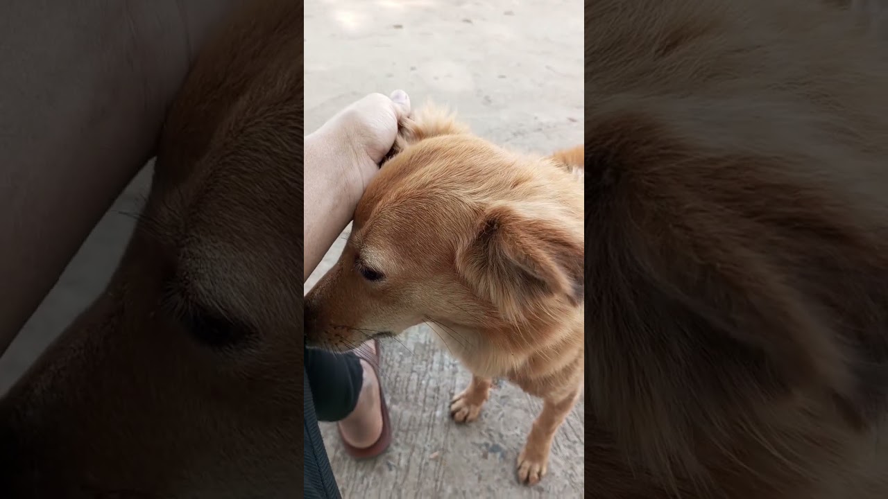 Cute Dog🐶🐶 #animals #tour #musicforvideo #shortvideo #vlog #shorts