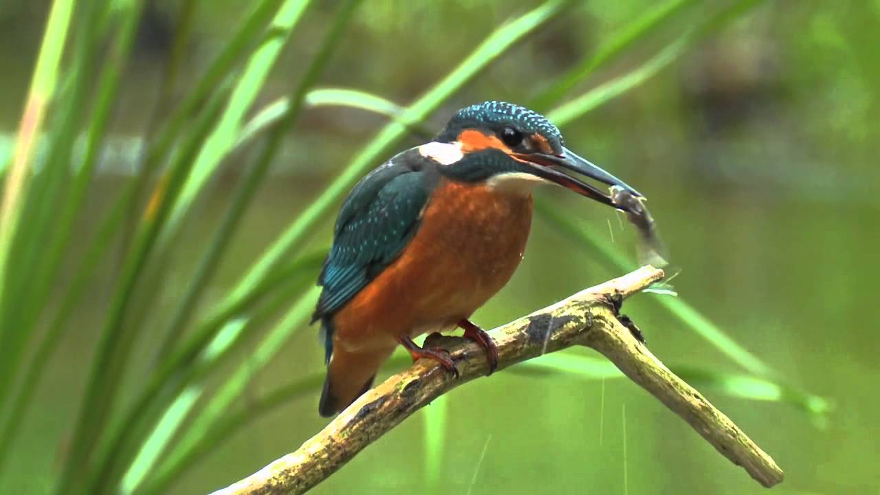 Common Kingfisher. Bird catching a fish. David Attenborough's opinion.