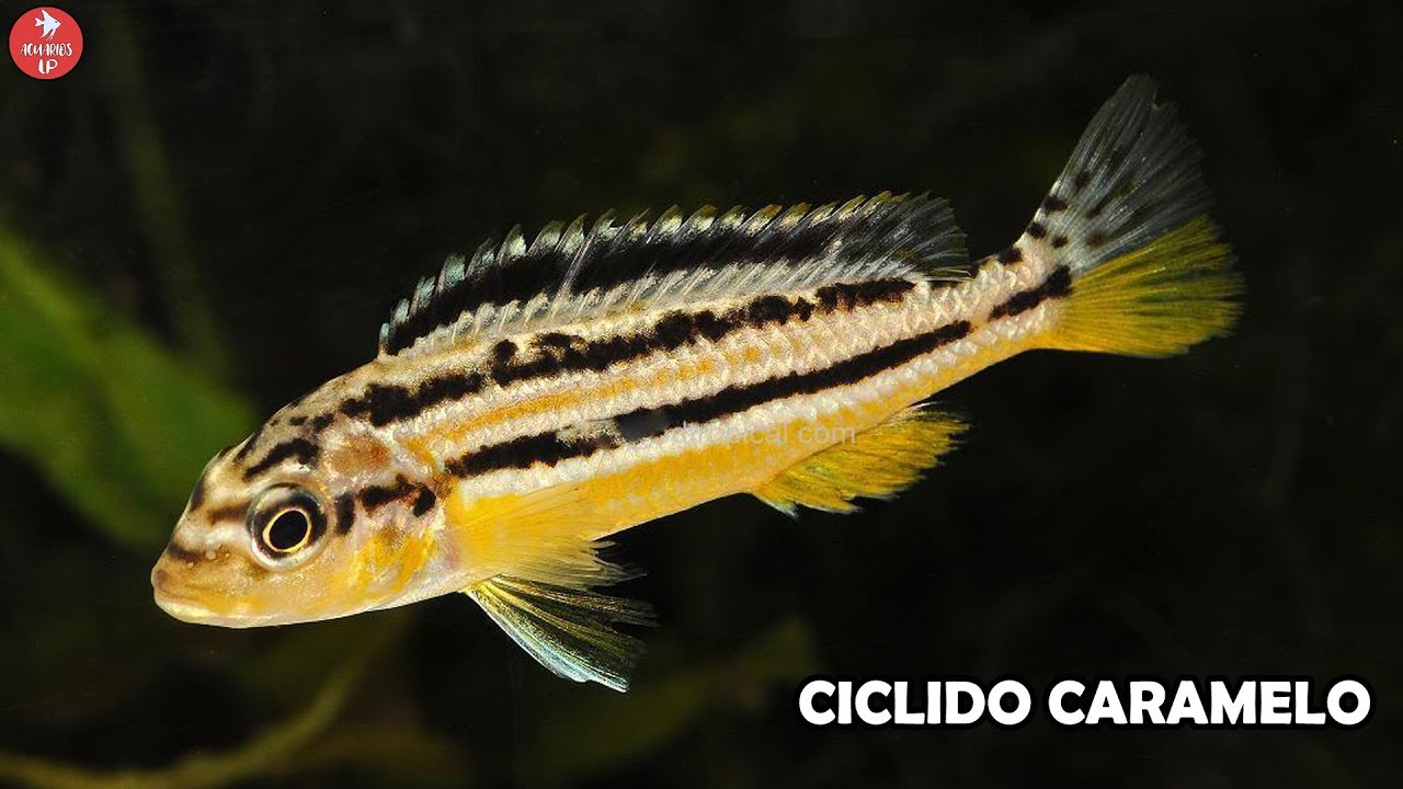 CICLIDO CARAMELO | Cuidados y Alimentación | Melanochromis auratus | AcuariosLP