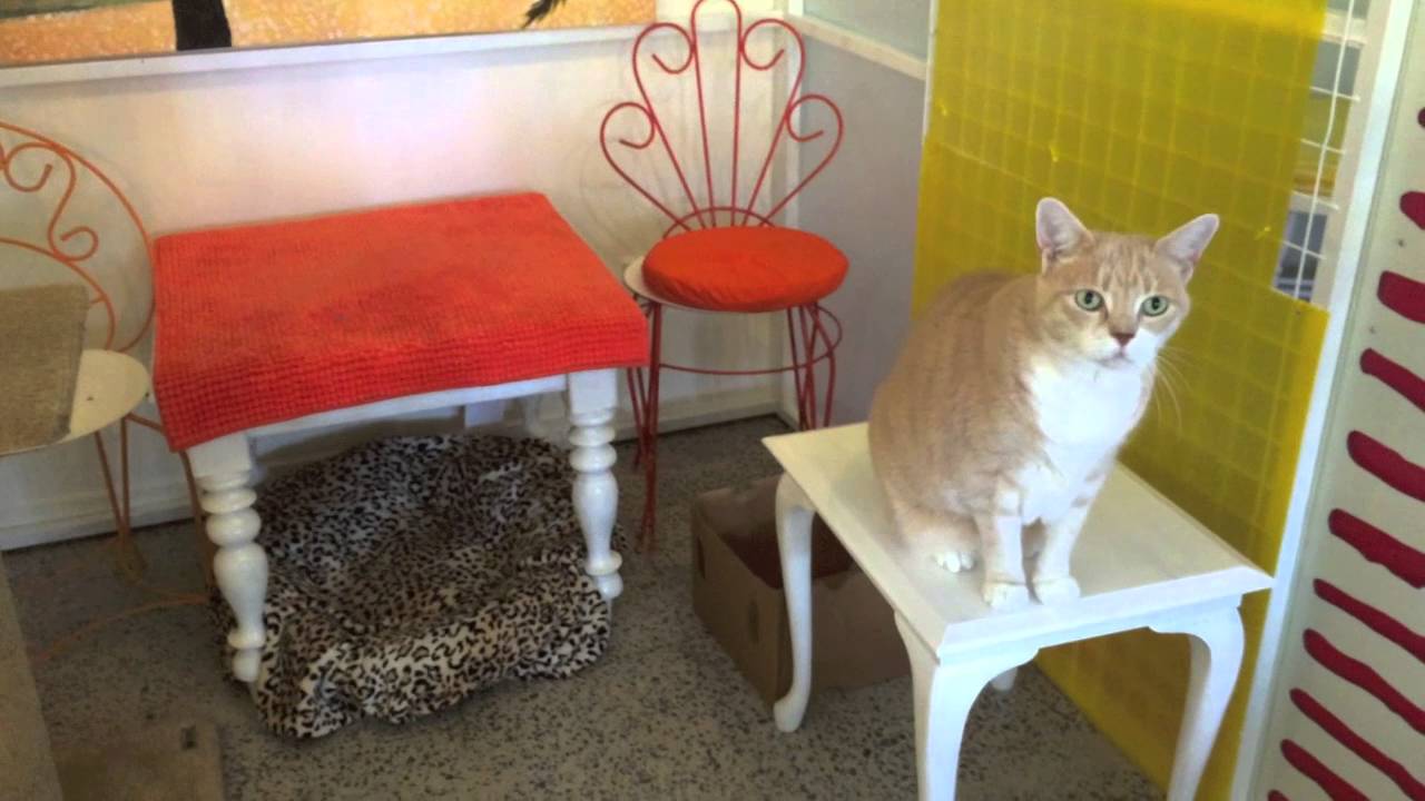 Home Suite Home Cat Boarding