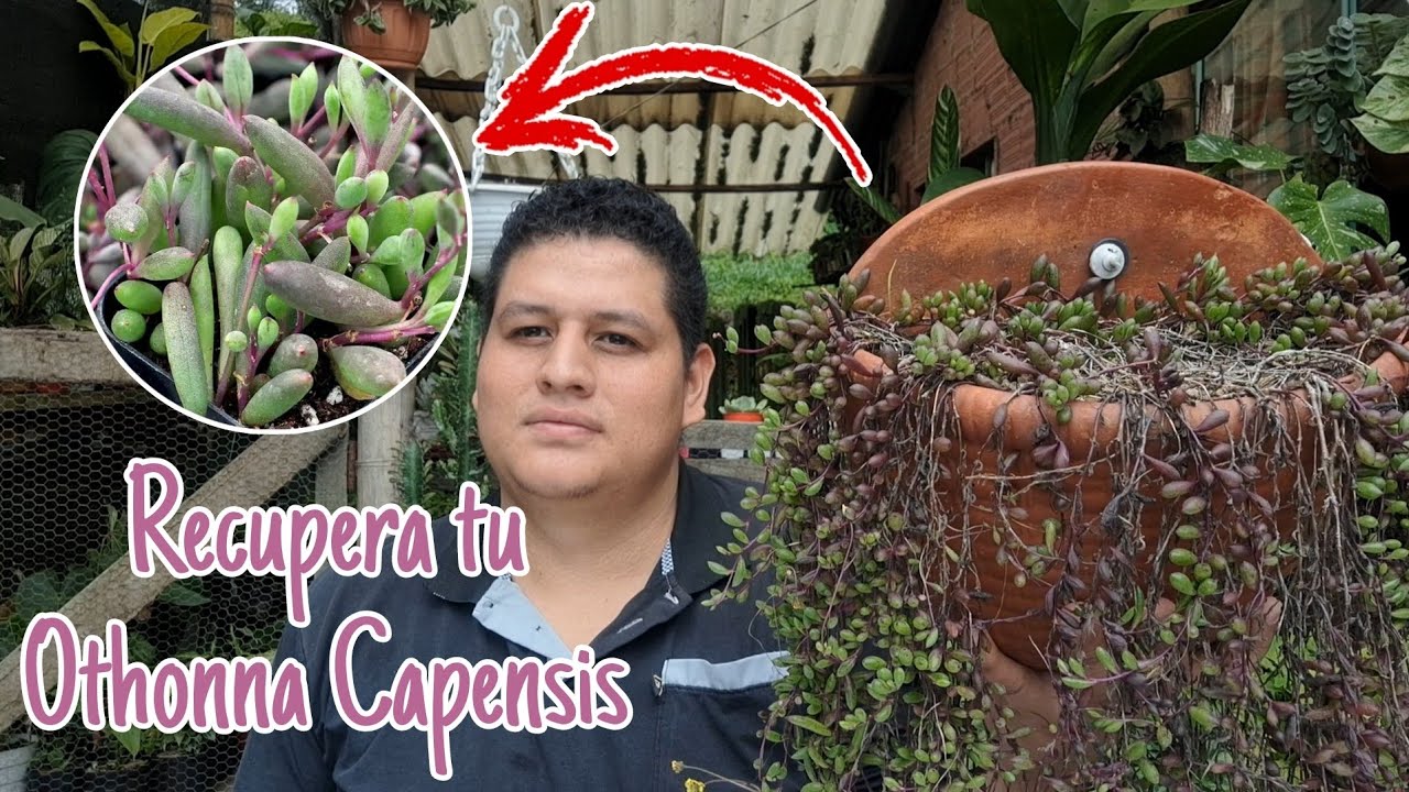Acompañame a hacerle mantenimiento a mi Othonna Capensis.
