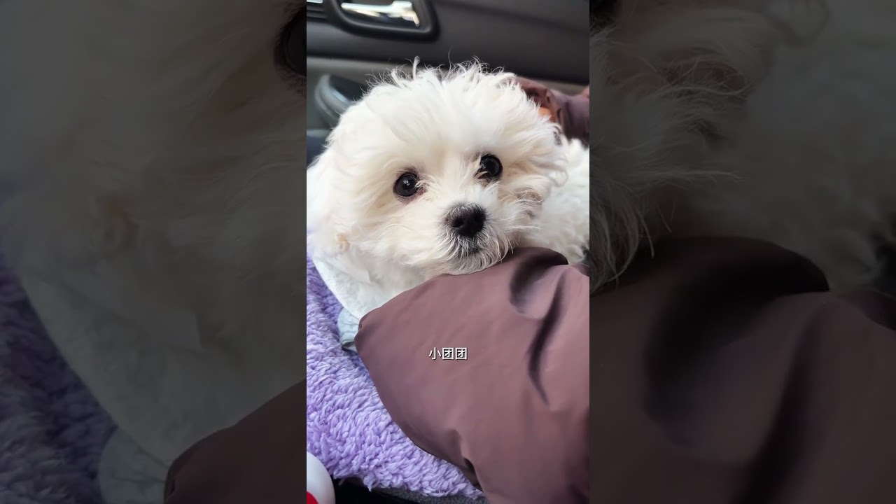 Finally I saw the little sister#A dog s daily life#Golden Retriever#vlog Daily Life of