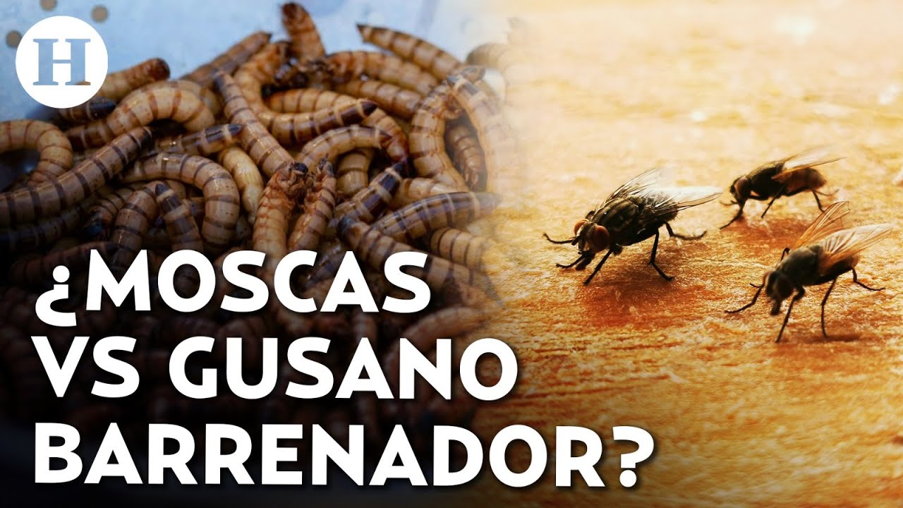 ¿Cómo pueden las moscas estériles detener la plaga de gusano barrenador en México? | Análisis