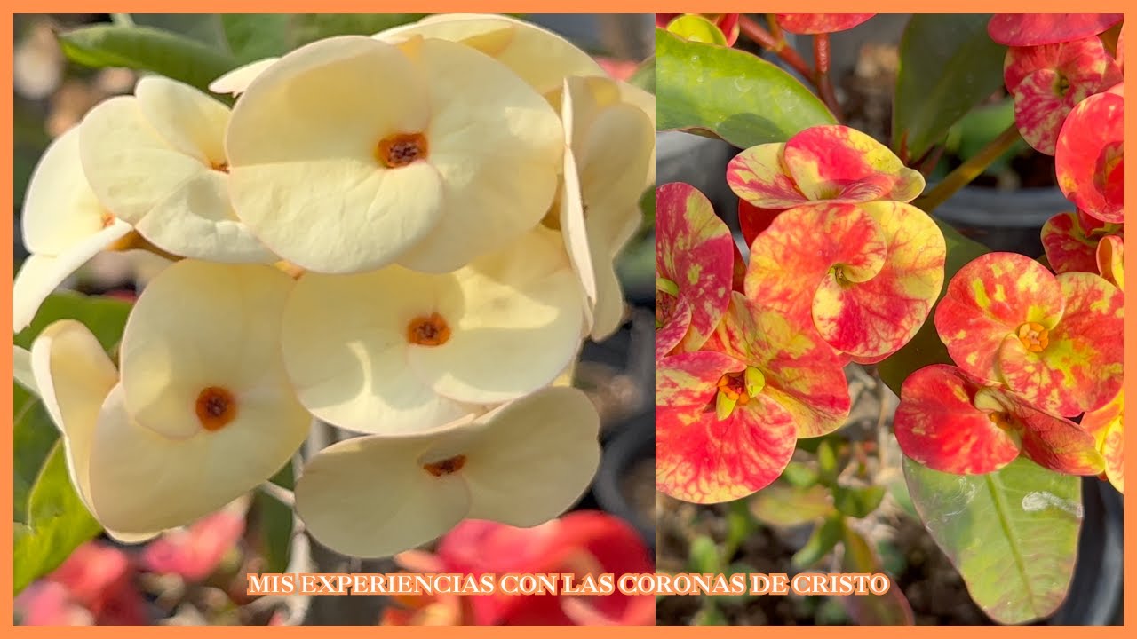 MIS EXPERIENCIAS CON LAS CORONAS DE CRISTO