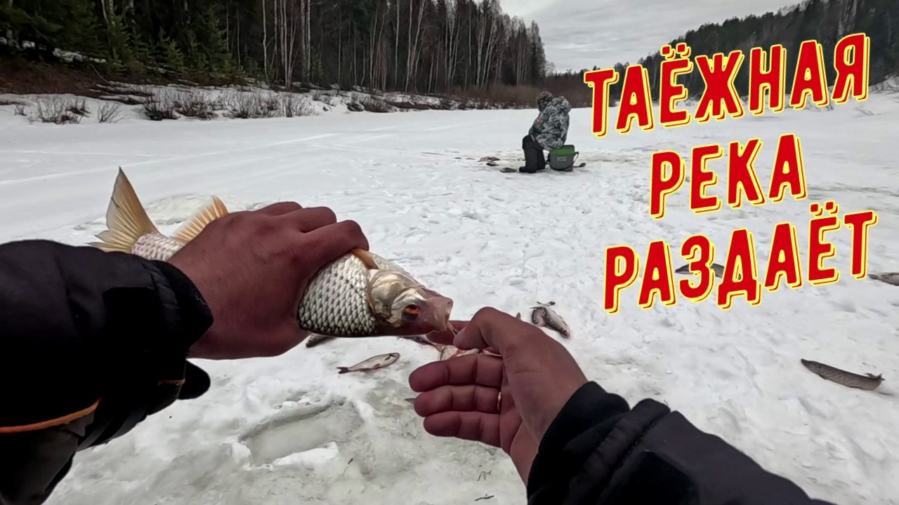 Таёжная река радует клёвом, рыбалка с дедом.