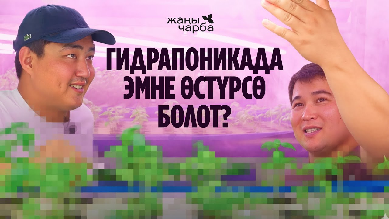 Гидрапоникада эмне өстүрсө болот? | Жаңы Чарба