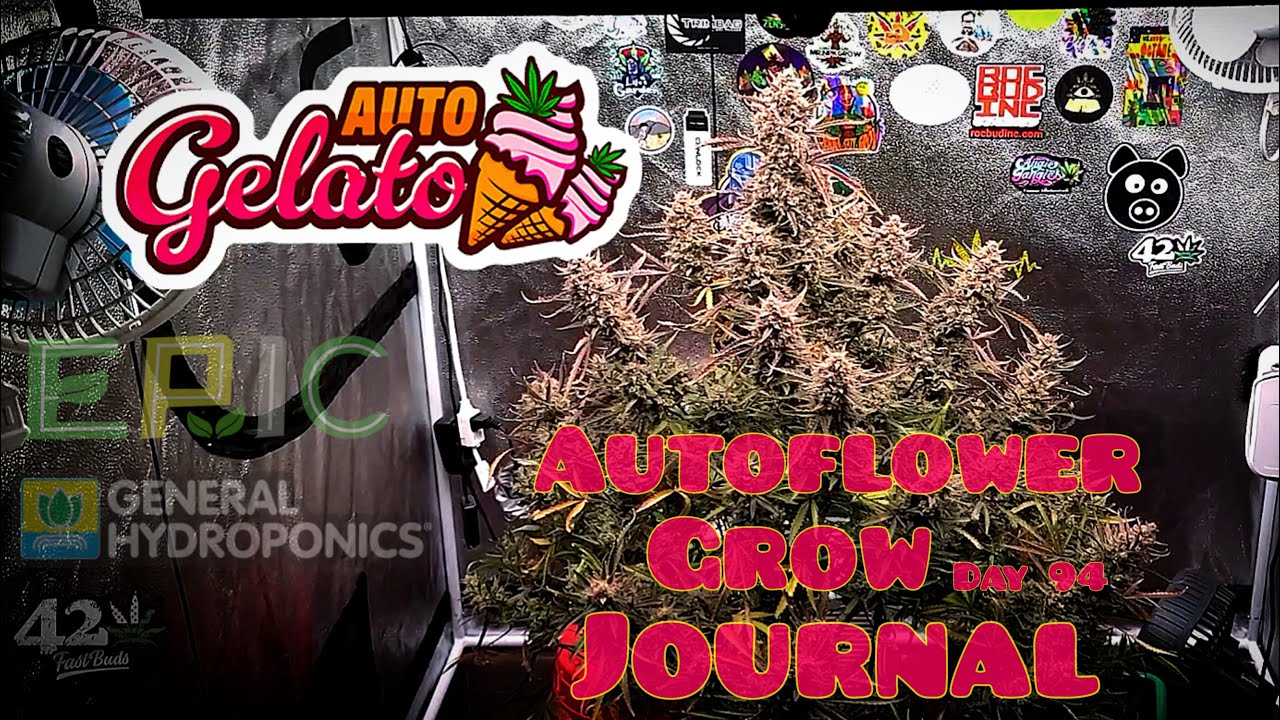 Autoflower Grow Journal Gelato Auto Day 94. Harvest and dry weight breed by Fast Buds