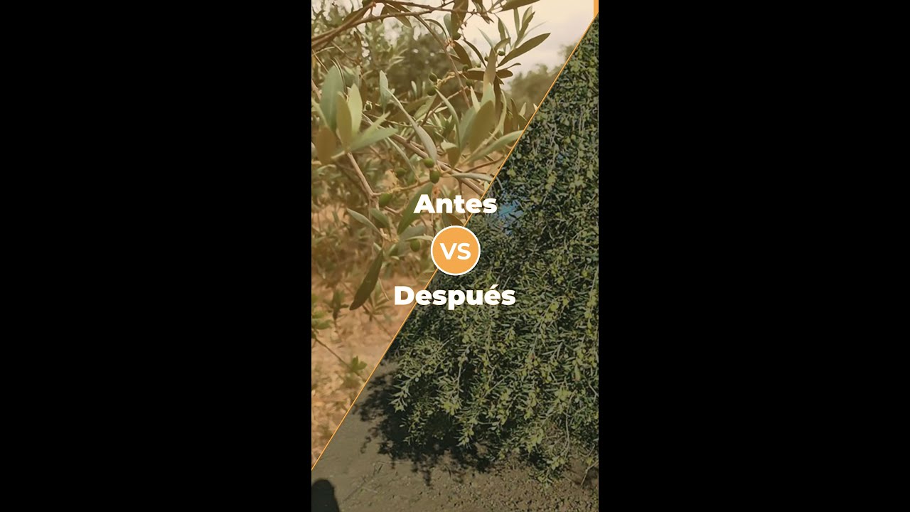 ANTES Y DESPUÉS - OLIVAR ARBEQUINO ECOLÓGICO