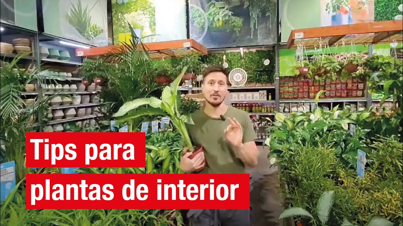 Tips para plantas de interior | Easy Argentina