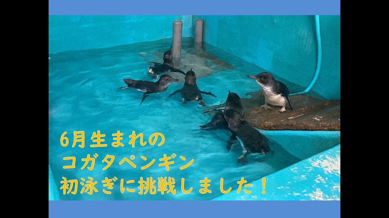 6月に生まれたコガタペンギンたちが、初泳ぎに挑戦しました！