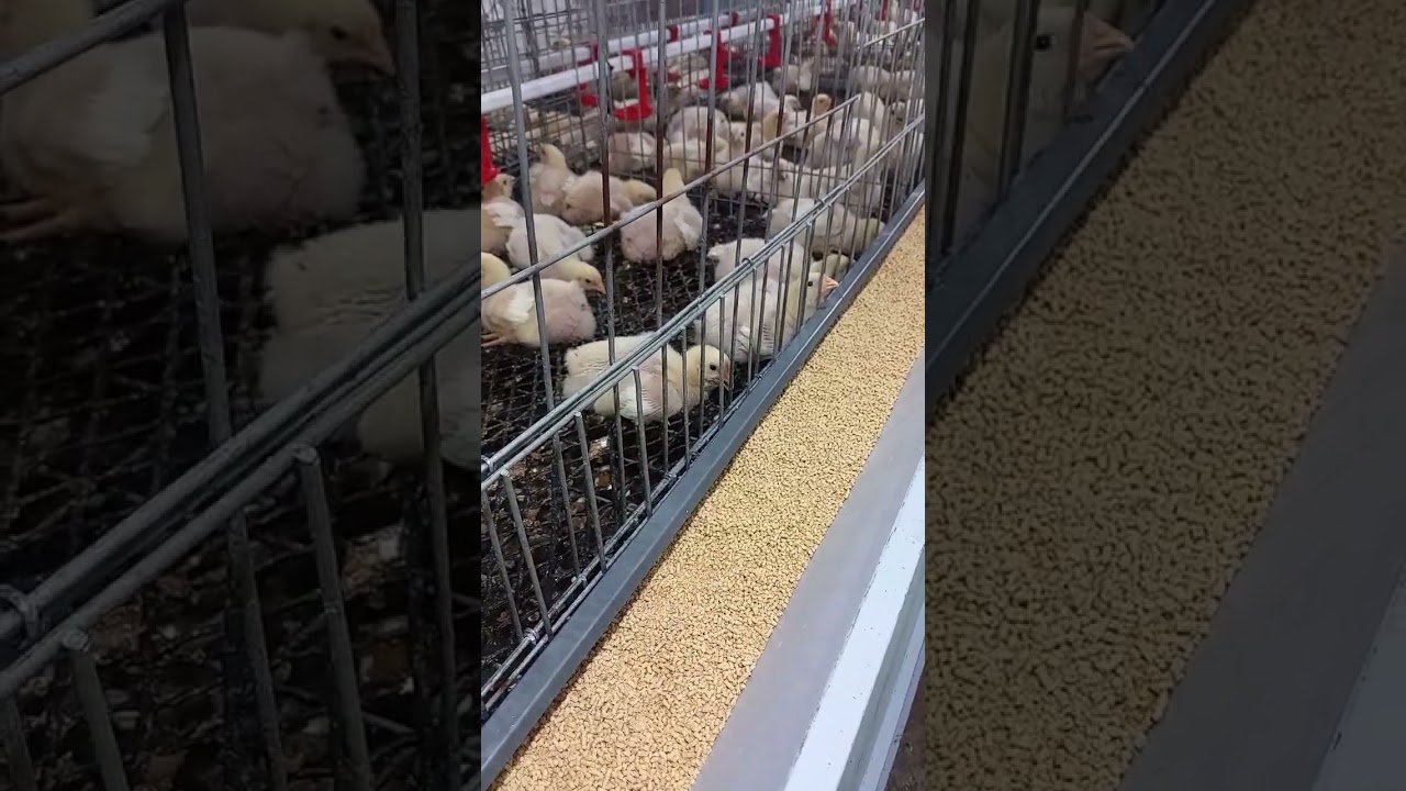 افضل جدول ادوية للفراخ البيضه