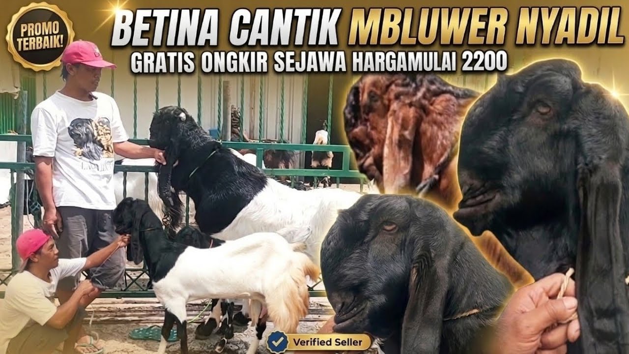 PAKET KAWINAN CANTIK...!!! KAMBING PE KALIGESING GRATIS ONGKIR DI KANG NASIR