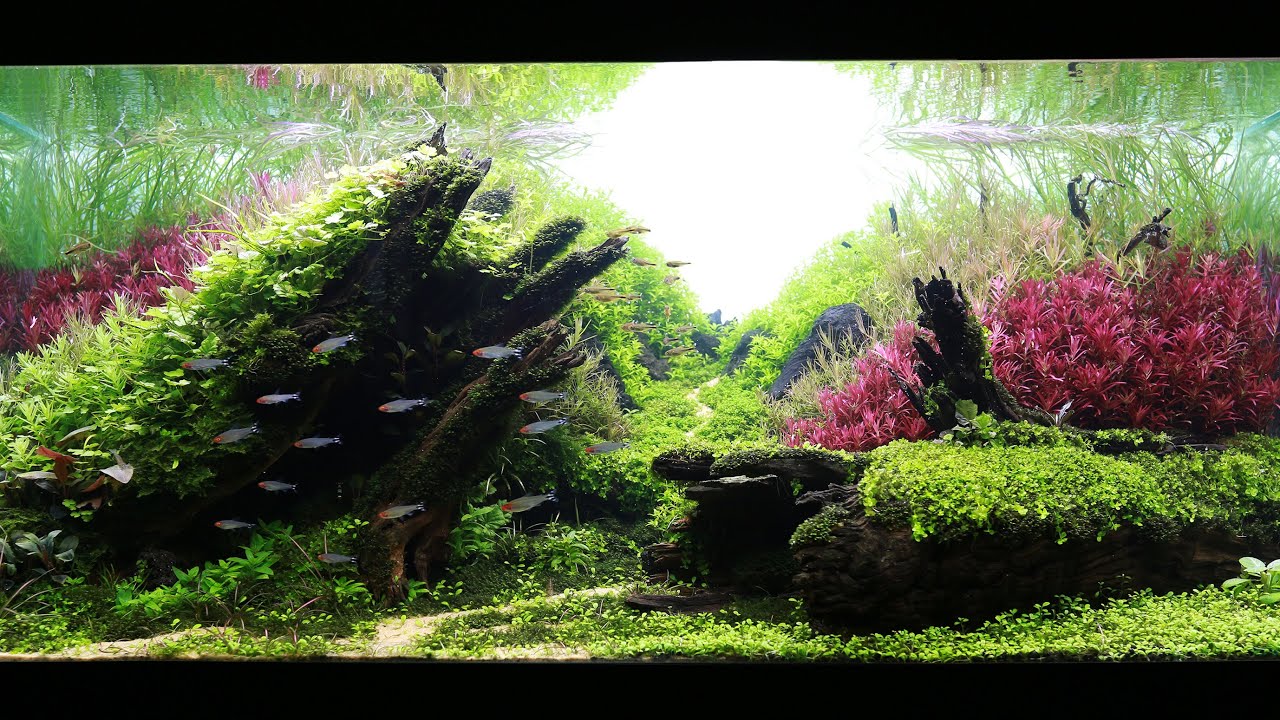 Journey to IAPLC 2020 - #351 [THE ETERNAL BREATH] by MINH TRAN