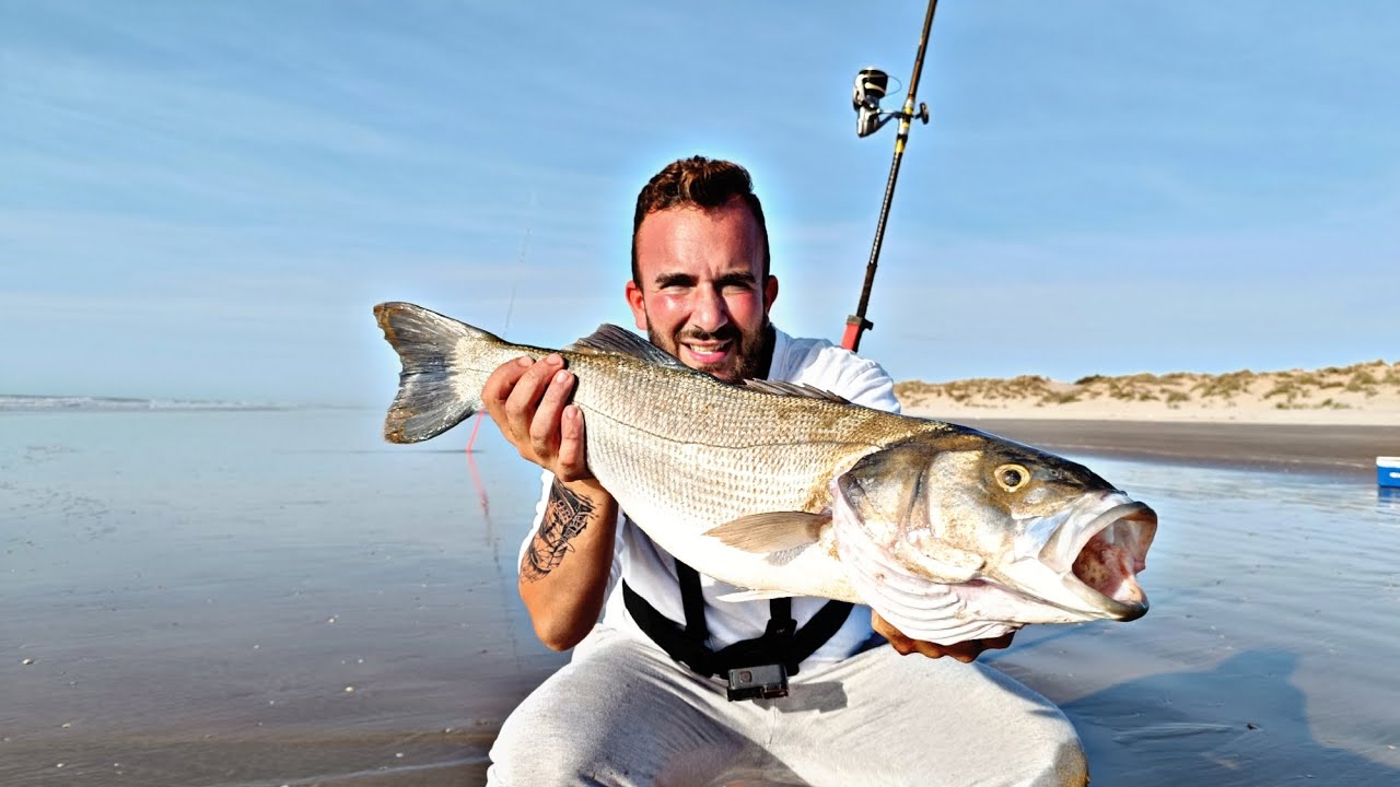 🌊LUBINA XXL AL VIVO🌊, ESPECTACULAR JORNADA DE SURFCASTING EN CADIZ