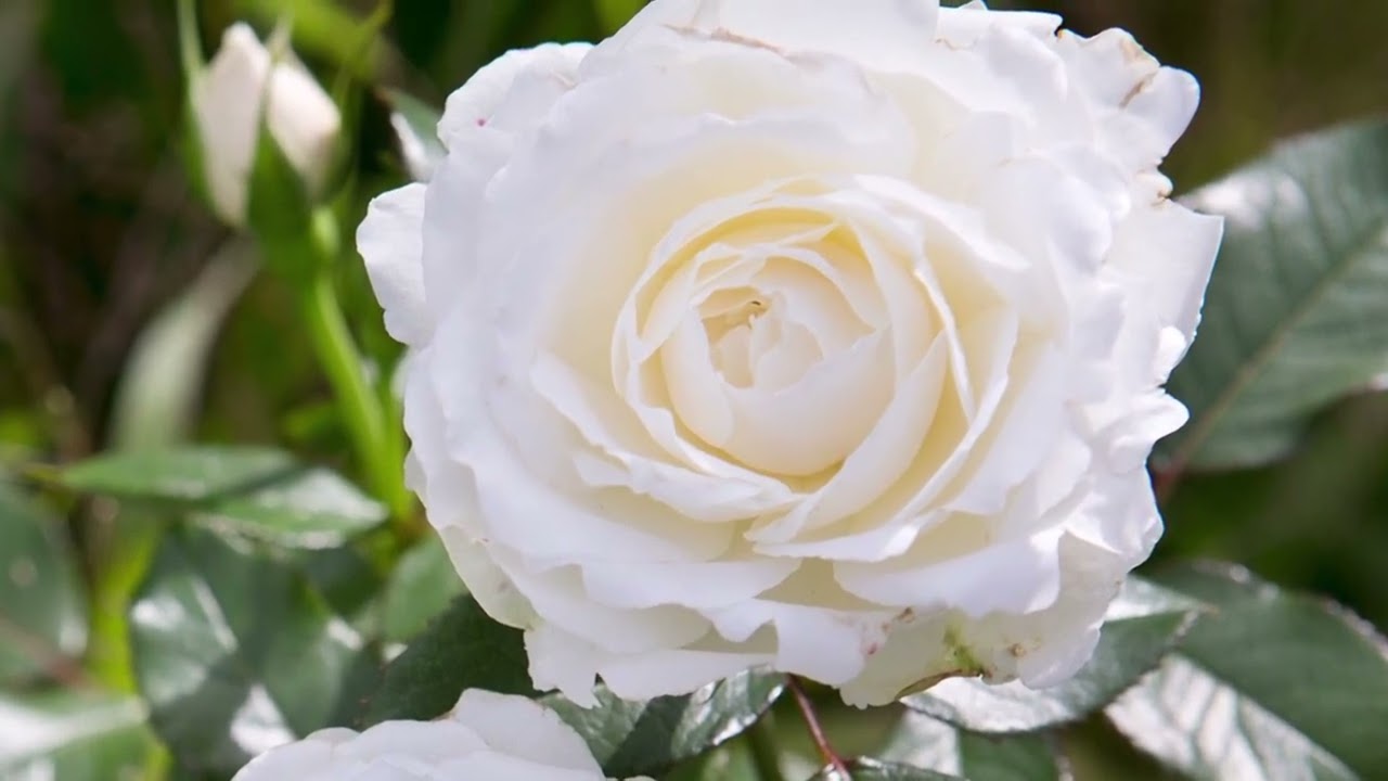 Rosa Branca Perfumada