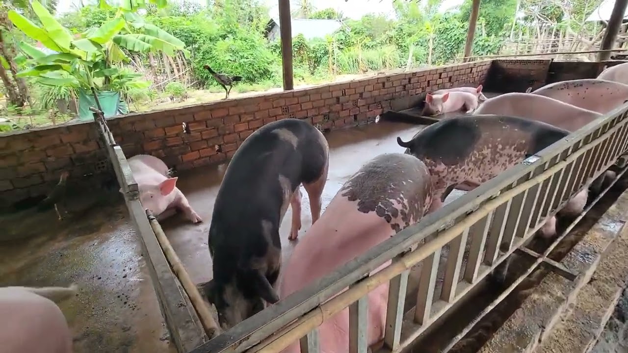 👉 របៀបចិញ្ចឹមជ្រូកឲ្យជោគជ័យ និងទទួលបានប្រាក់ចំណេញខ្ពស់ 💯💰🐖