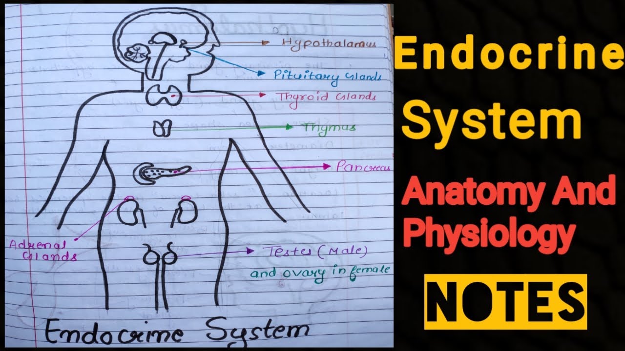 Notes Of Endocrine System (Anatomy And physiology) 🔥