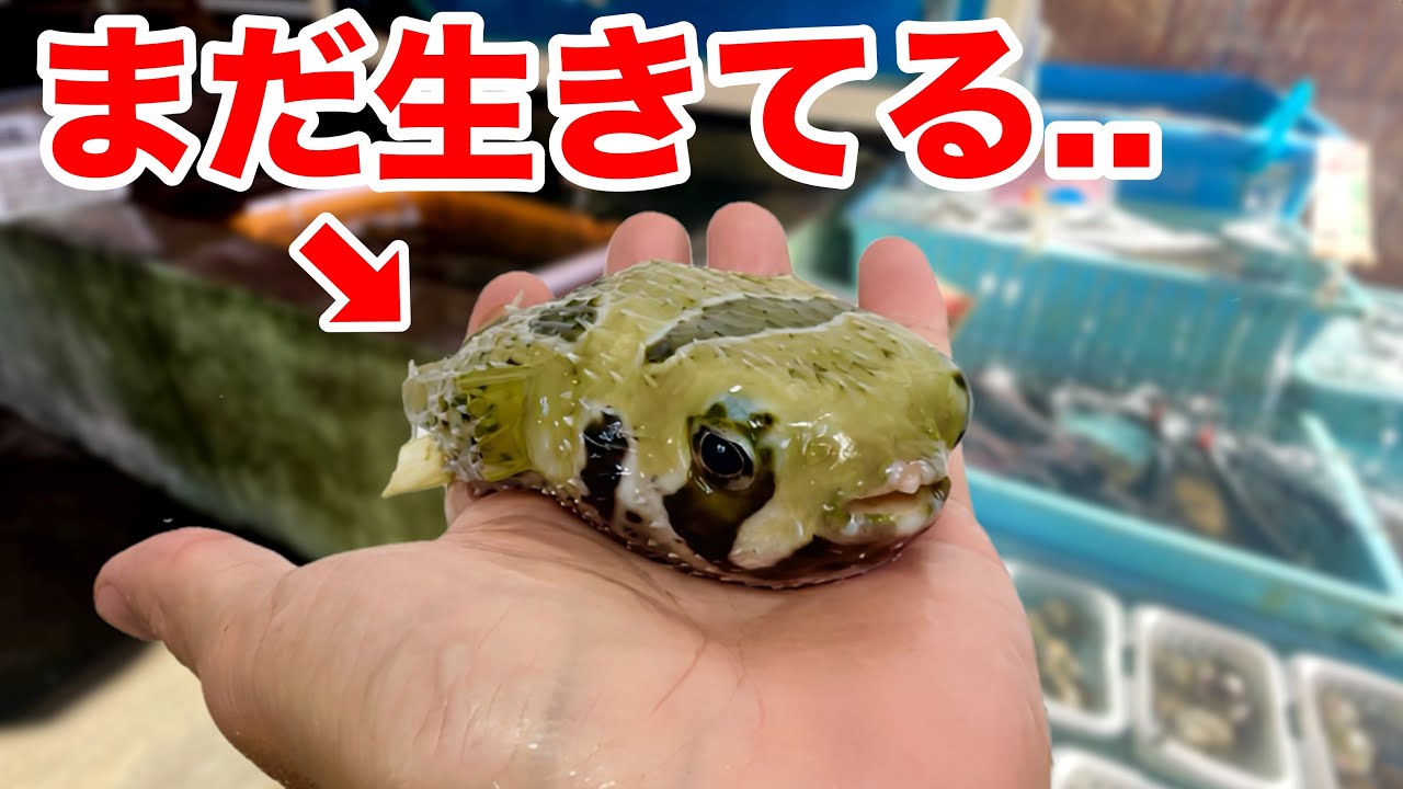 スーパーに売っていたトゲまみれの魚を飼育したらヤバすぎた.. ！！